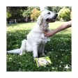 Wet Wipes for Pets GILL S XL 30 x 20 cm 40 Units For Discount